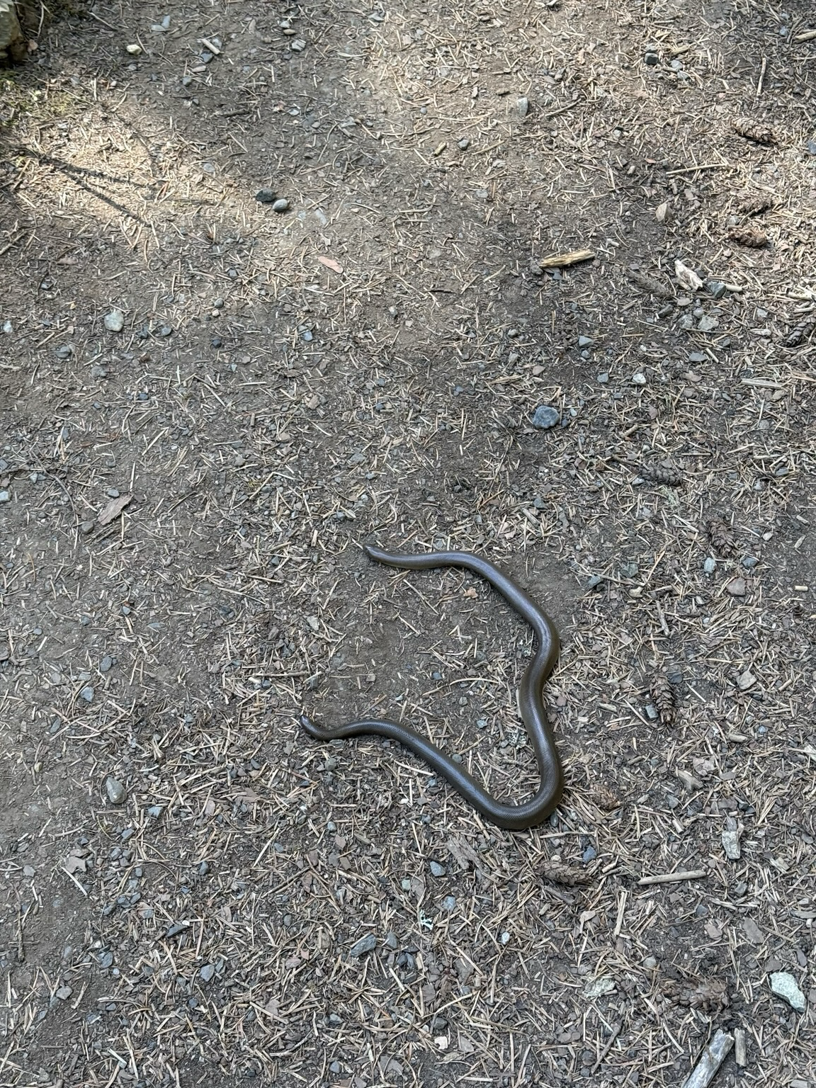 Worm like snake